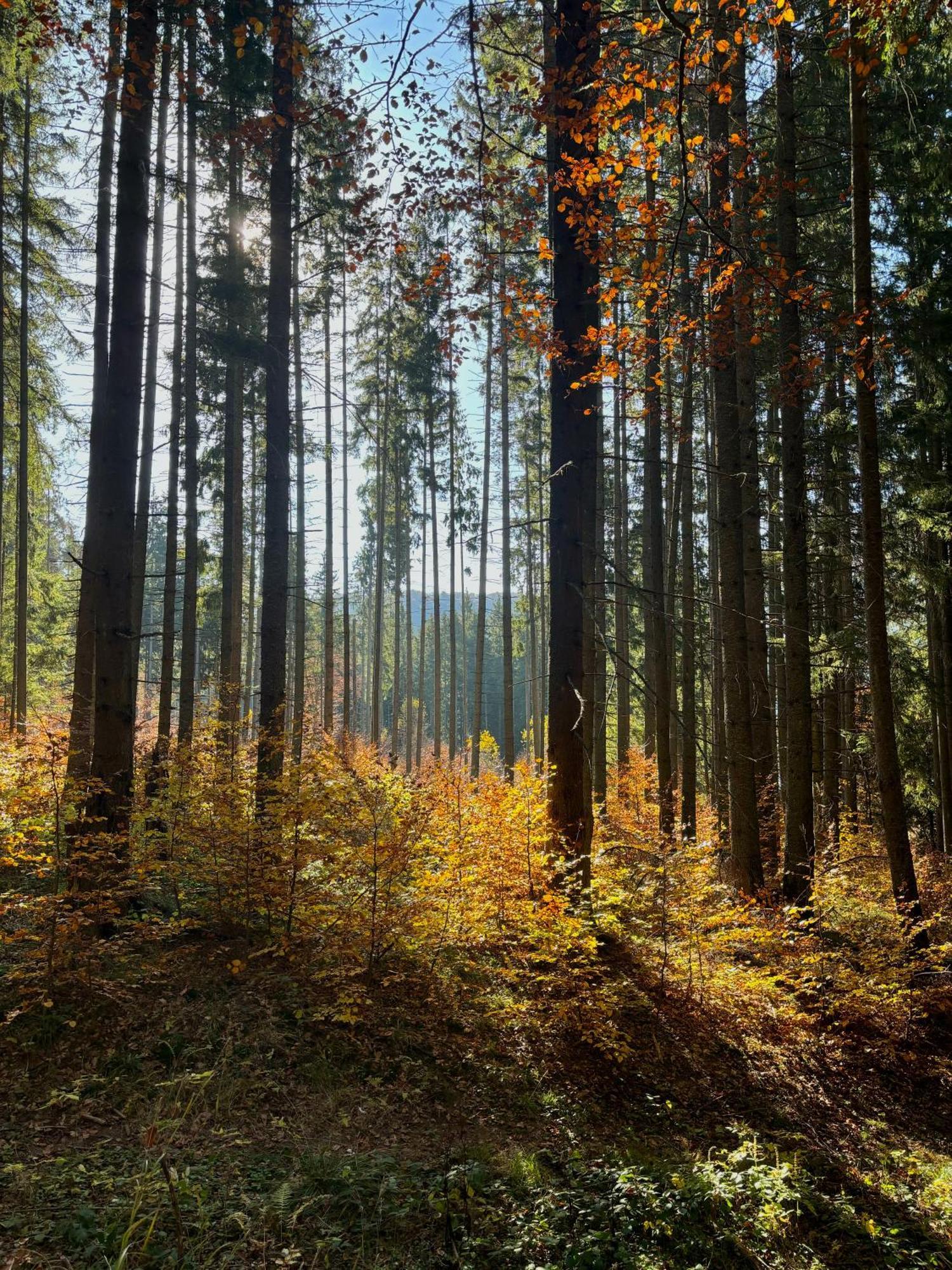 Pensiunea Iris Baile Tusnad Bagian luar foto